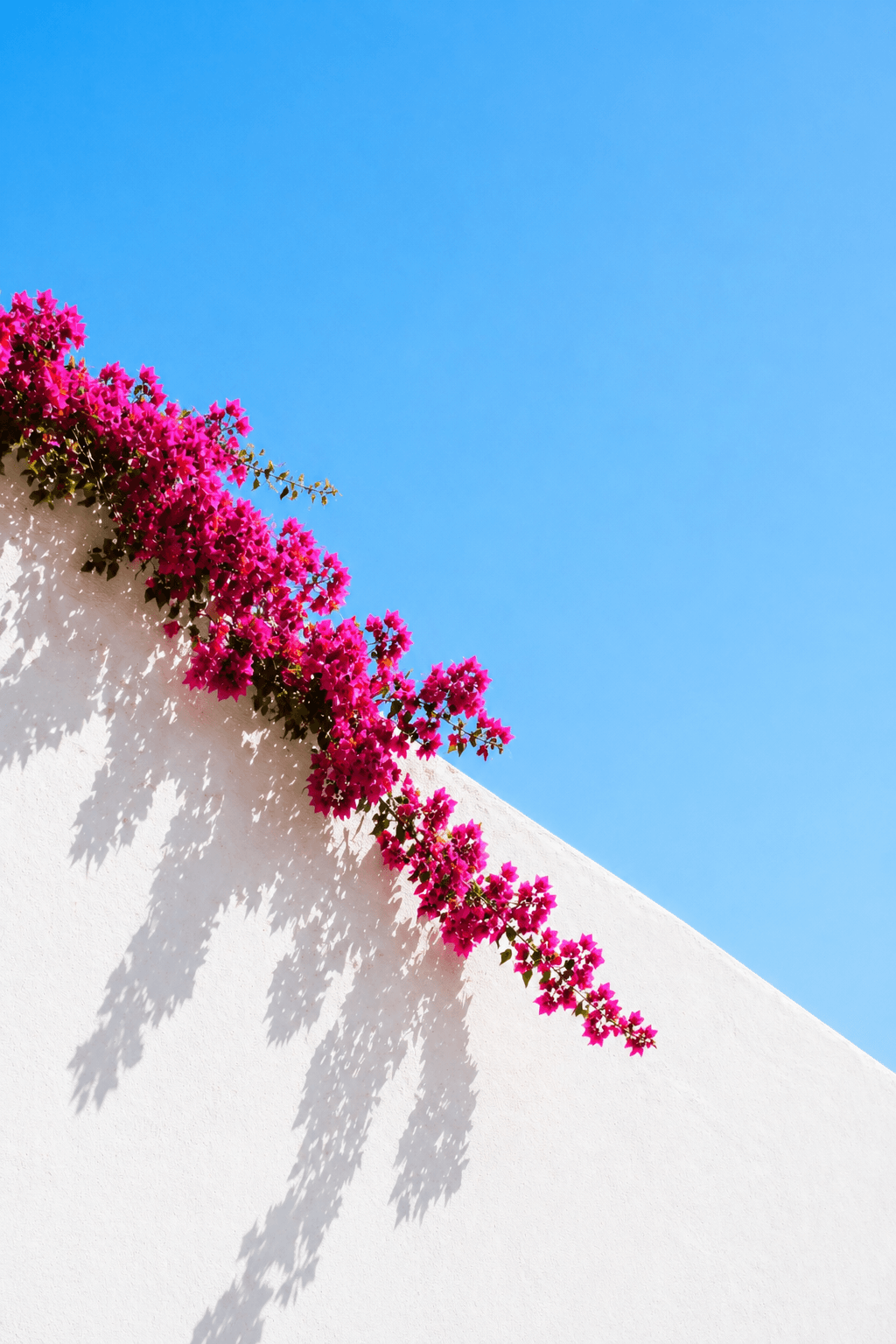 Bougainvillea